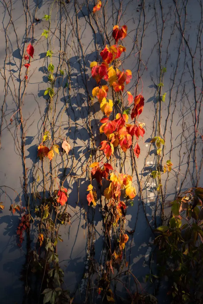 Autumn leaves on a dying vine.