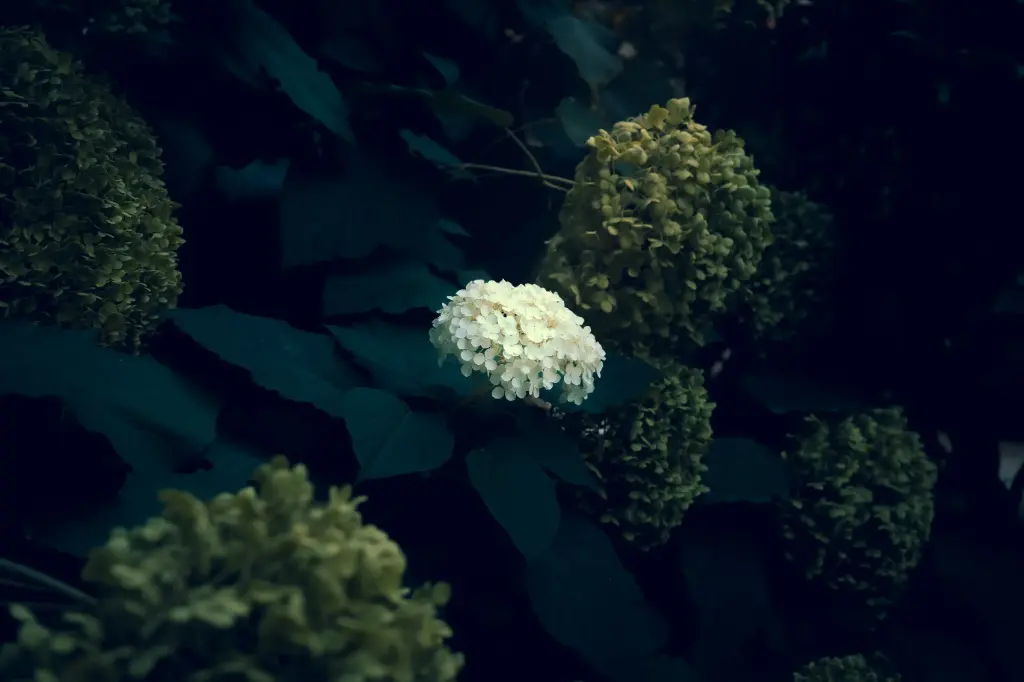 Flowers 2