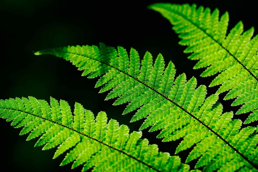 Fern 1