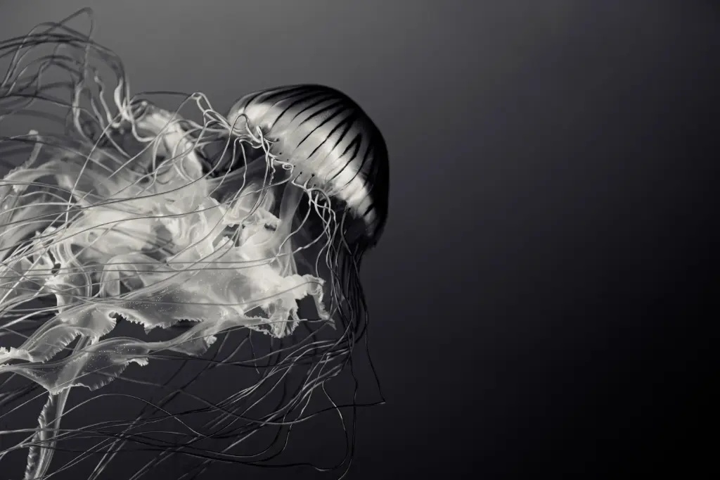 Jellyfish 1