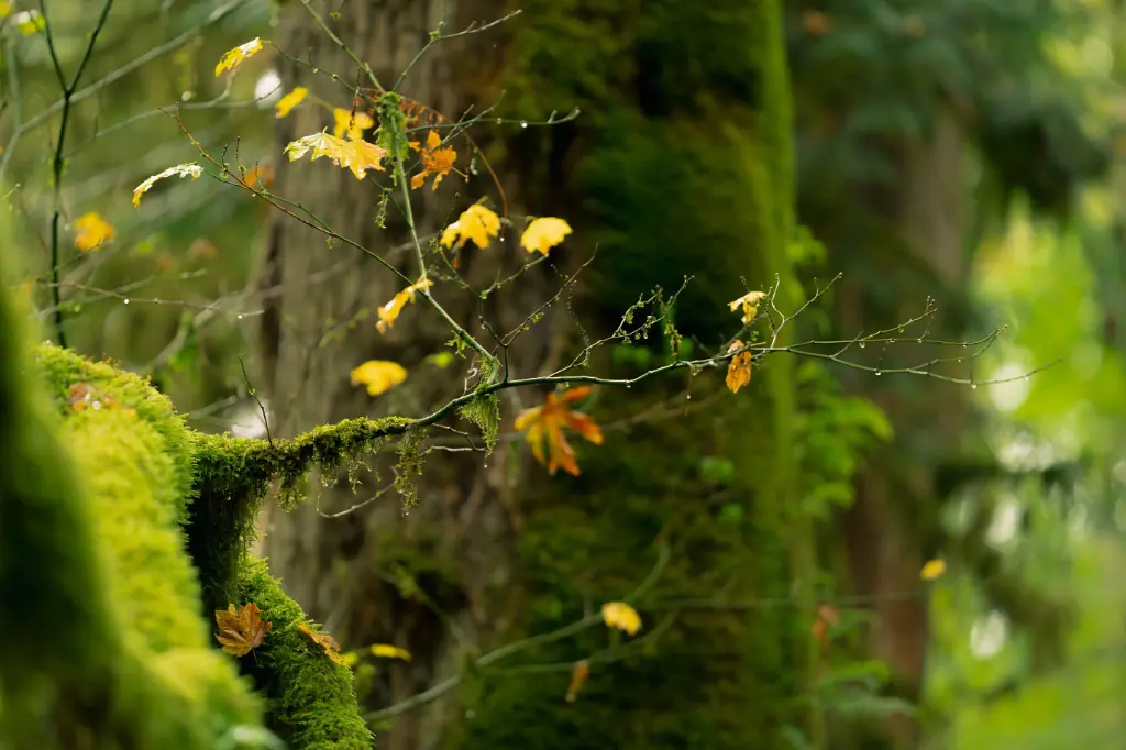Forest 2