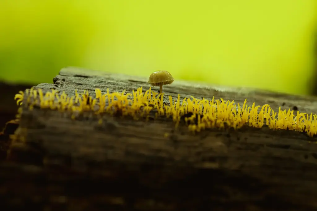 Mushrooms 4 (12 x 18)