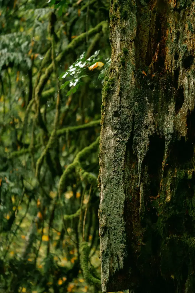 Forest 4