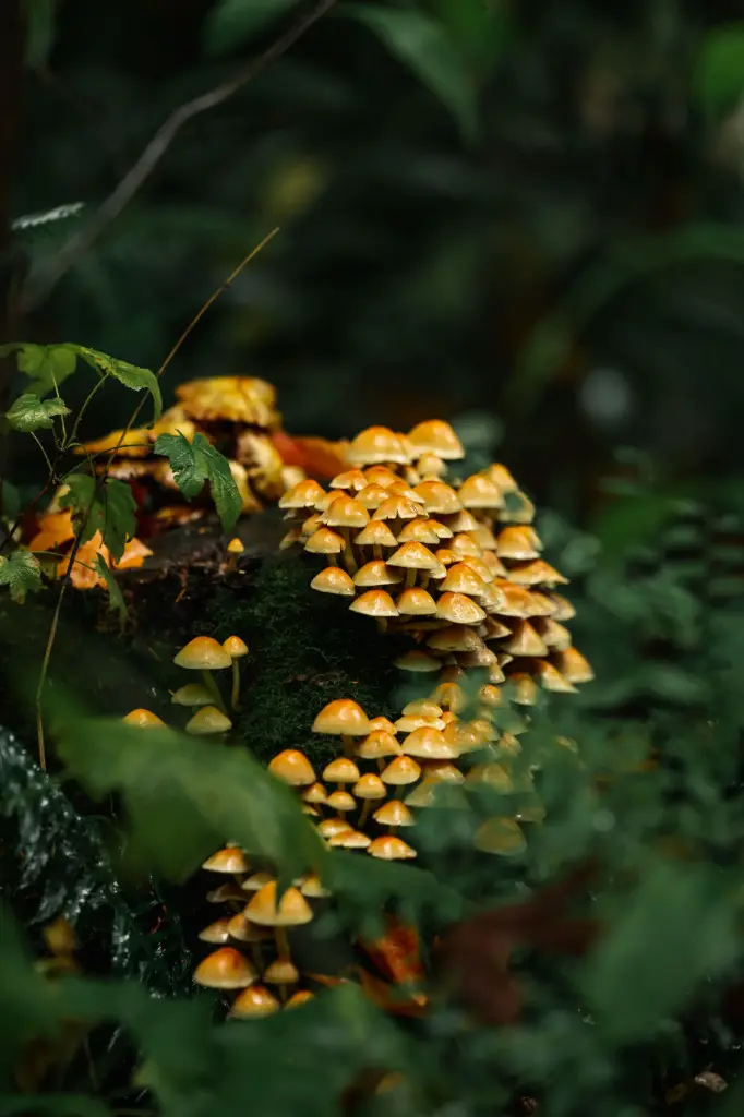 Mushrooms 3 (12 x 18)